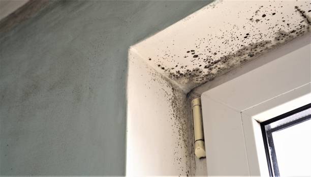 Best Black Mold Removal  in Blauvelt, NY