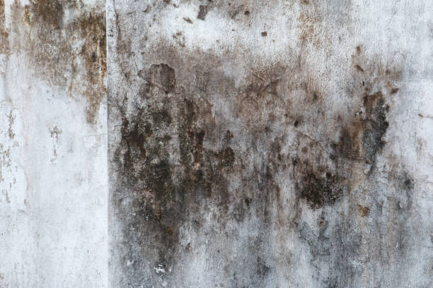 Best Emergency Mold Remediation  in Blauvelt, NY