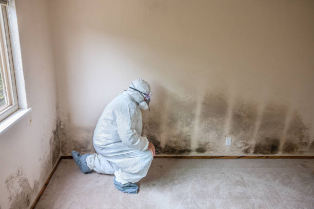 Best Mold Prevention Services  in Blauvelt, NY